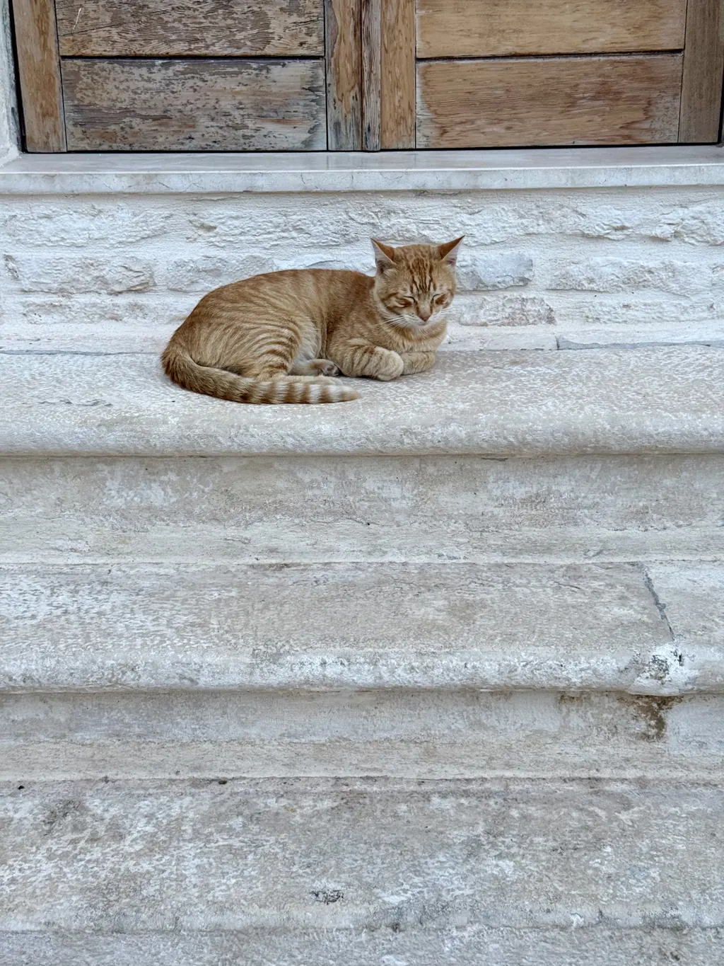 Un gatto rosso disteso su gradini di pietra bianca