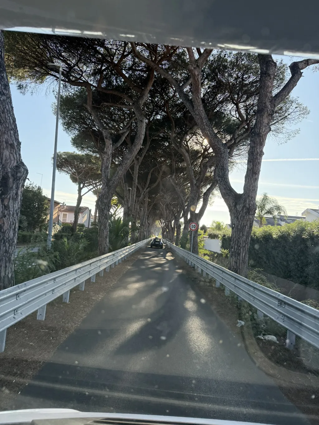 Una strada fra due file di pini alti, vista attraverso il parabrezza.
