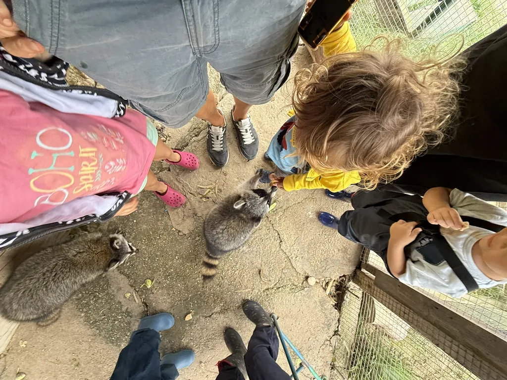 Visti dall'alto: procioni fra i piedi di più persone.
