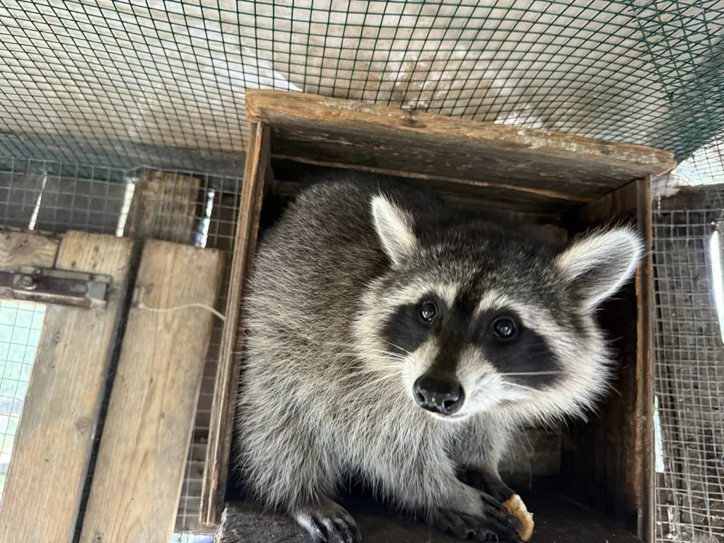Un procione seduto in una cassa di legno tiene un biscotto.