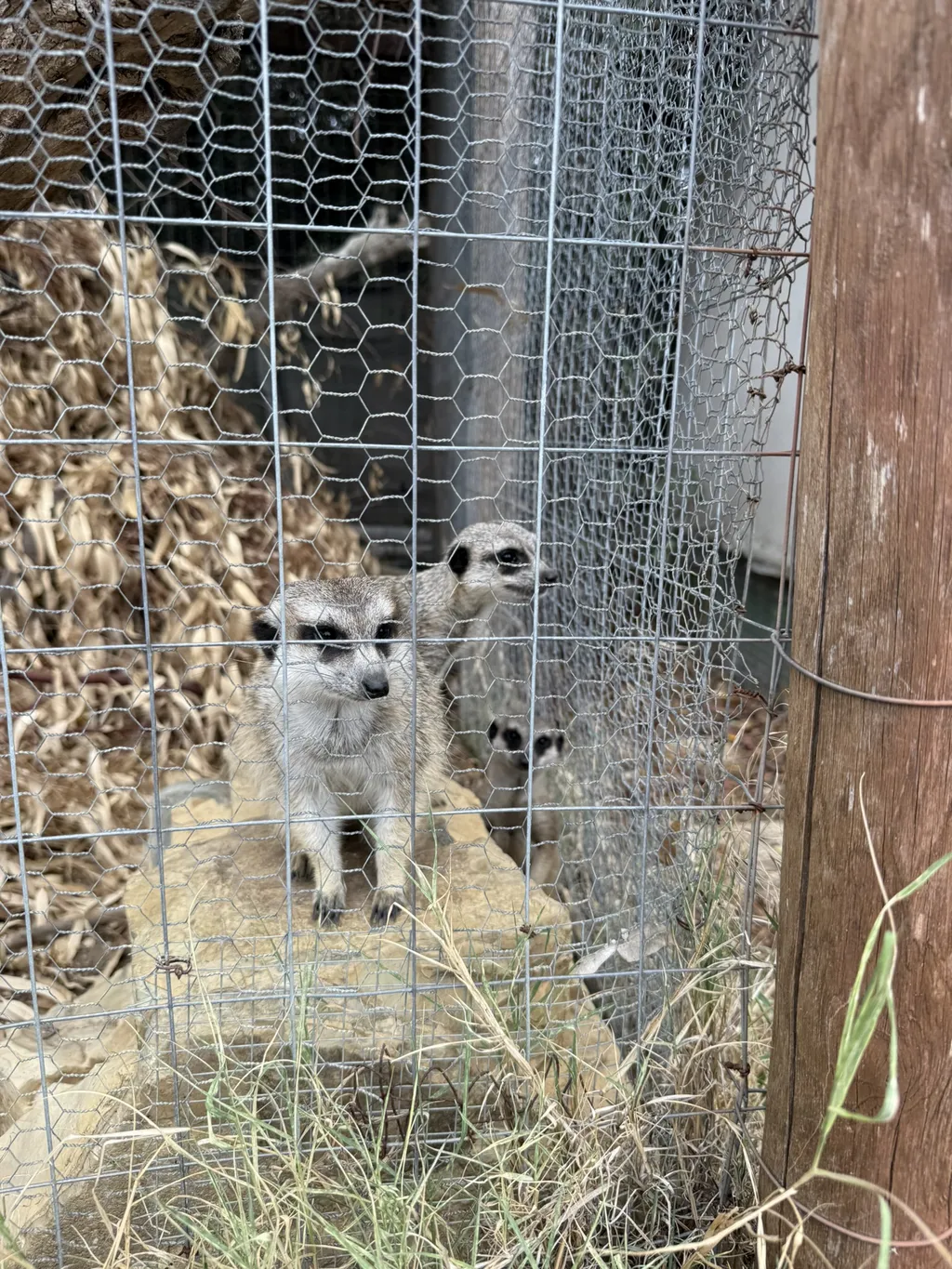 Due suricati in piedi dietro una rete metallica.