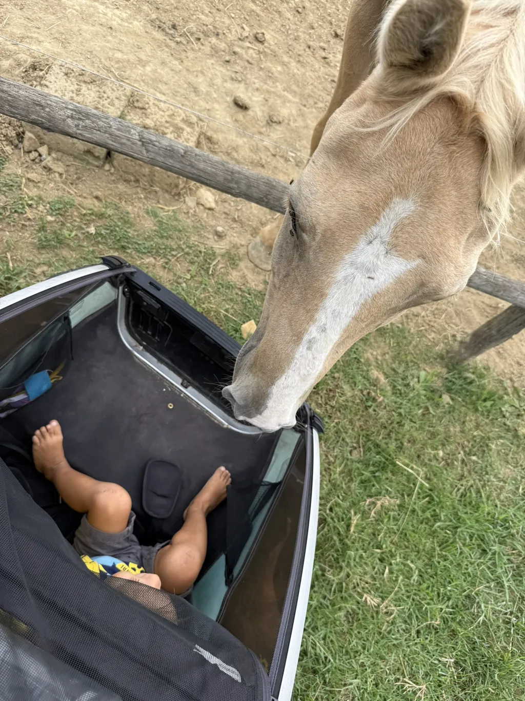 Un cavallo allunga la testa oltre lo steccato dentro un rimorchio da bici dove siede un bambino.
