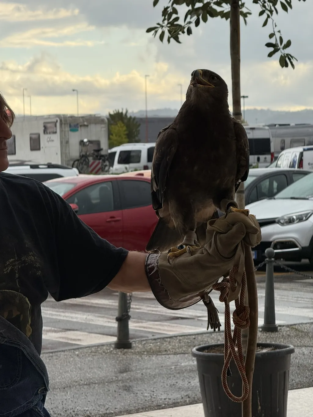 Un’aquila con le ali spalancate su un guanto di cuoio.