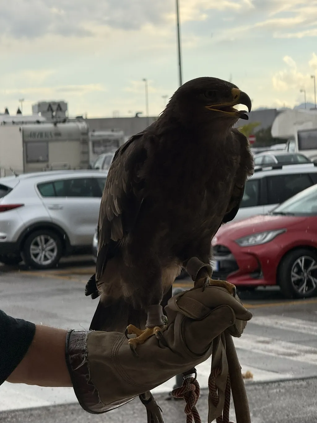 Un’aquila posata su un guanto di cuoio, dietro delle auto parcheggiate.