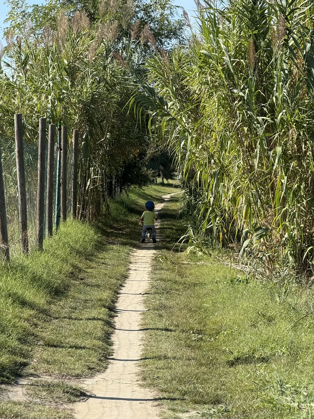 Un sentiero fra le canne alte.